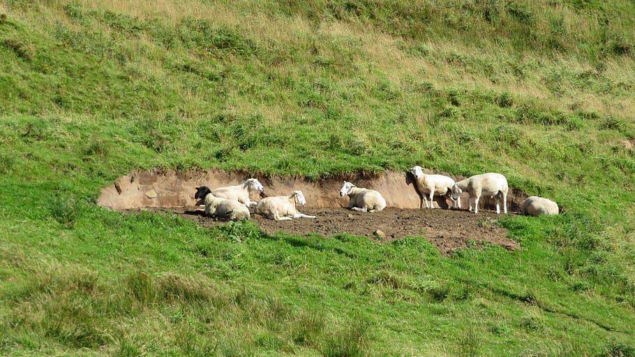 sheep, meadow, nature, break, flock, green, grass, mammal, animal themes HD wallpaper