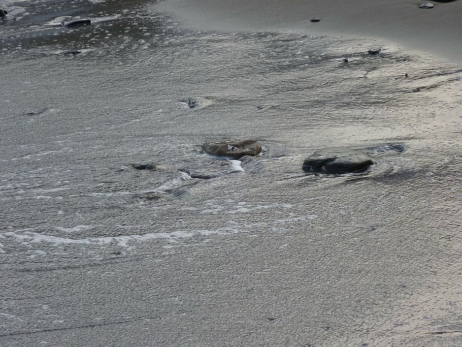 sand, sea, beach, black, water, stones, animal themes, land HD wallpaper