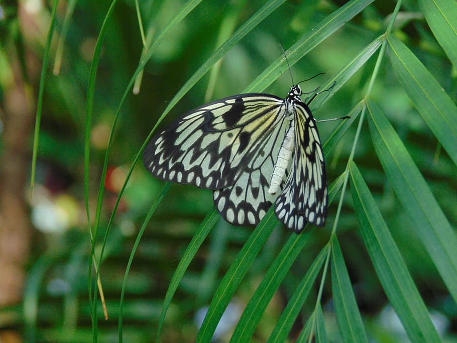Butterfly, Nature, Wings, Leaf, insect, butterfly - Insect HD wallpaper