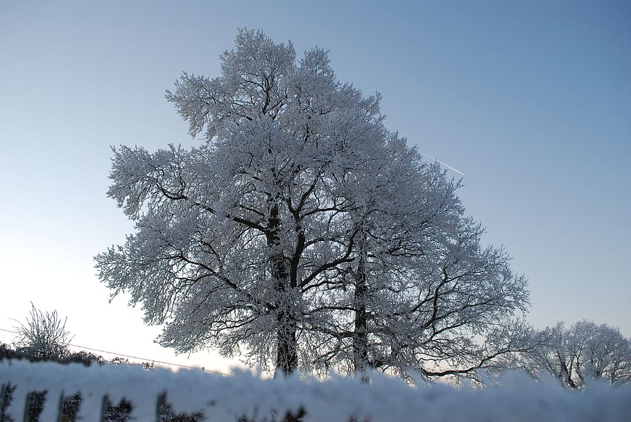 nature, ice, tree, winter, gel, cold, trees, landscapes, frost HD wallpaper