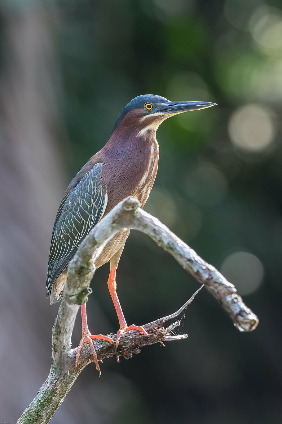 selective focus photography of heroin on tree branch, green heron, HD wallpaper