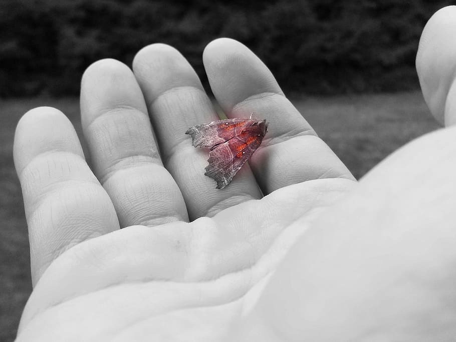 hand, care, butterfly, moth, human hand, human body part, one person HD wallpaper