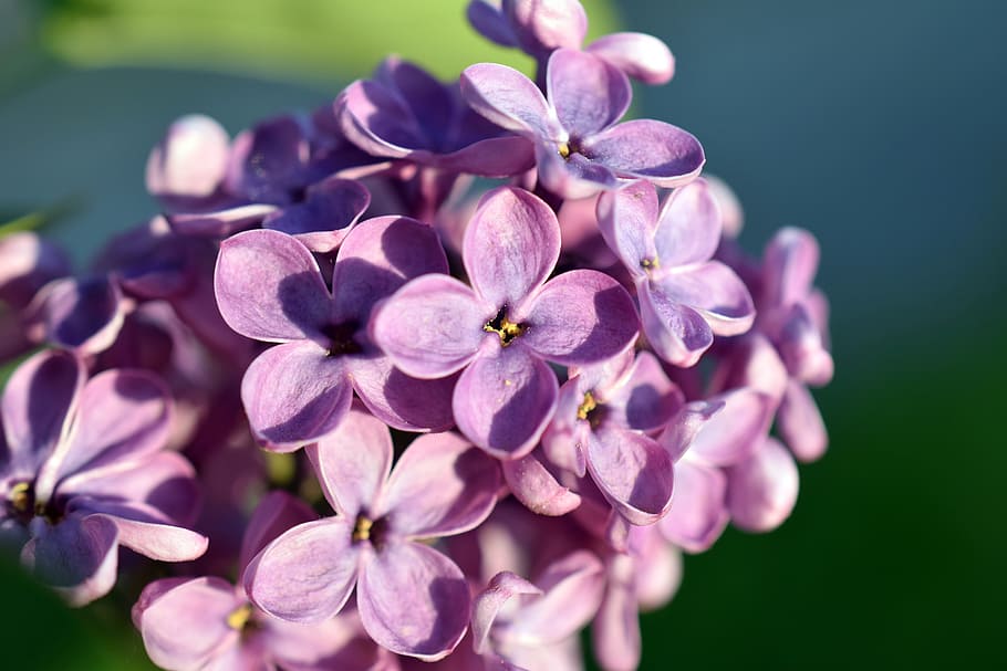 lilac, flower, spring, bloom, nature, violet, pink, blooming HD wallpaper