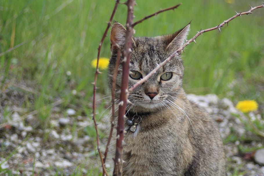 cat, branches, watch, animal, animal themes, one animal, mammal HD wallpaper