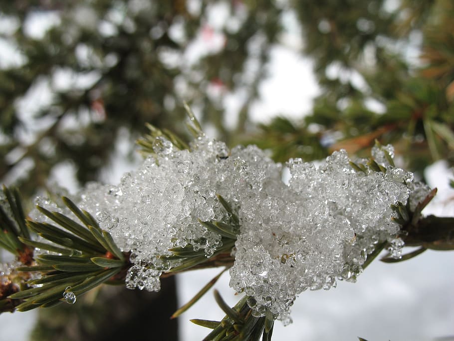 pine, snow, macro, ice cream, frozen, plant, cold temperature HD wallpaper