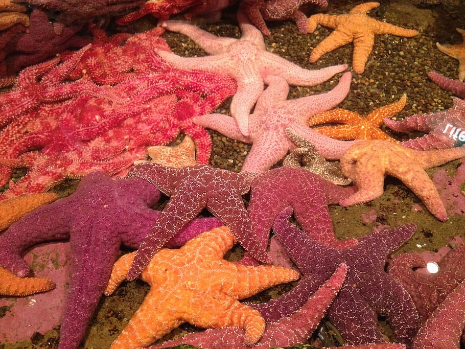 Starfish, Red, Orange, Violet, Aquarium, marine, life, seashell HD wallpaper
