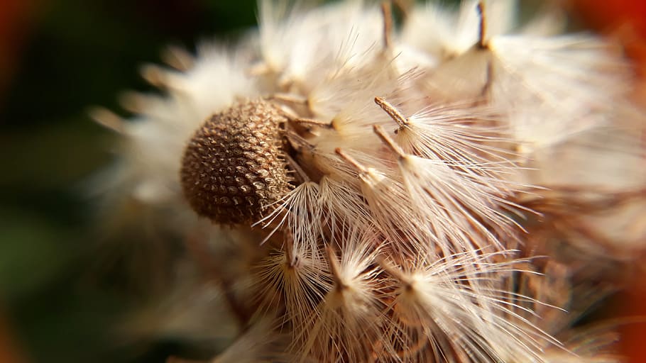 nature, seed, closeup, flora, sharp, summer, spike, beautiful HD wallpaper