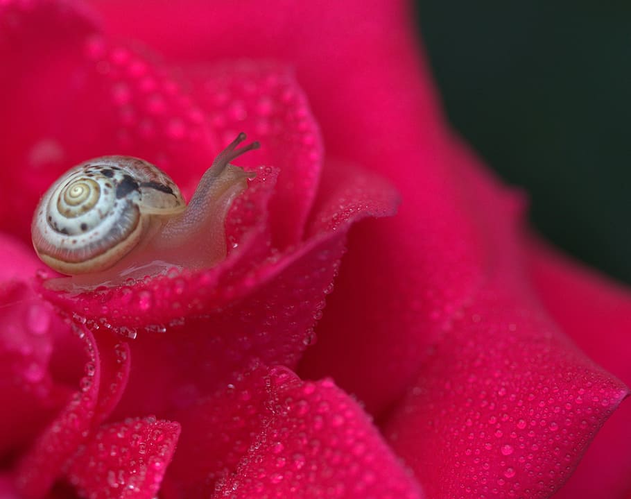 micro photography of snail on red petaled flower, Rose, Red HD wallpaper