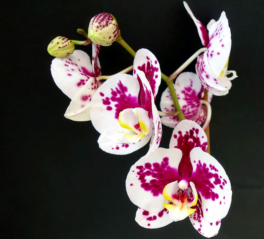 close-up photo of white-and-purple moth orchids, flower, blossom HD wallpaper