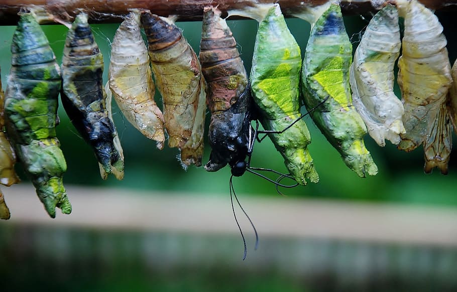 ten butterfly cocoons chrystalis in closeup photography, butterfly chrysalis HD wallpaper