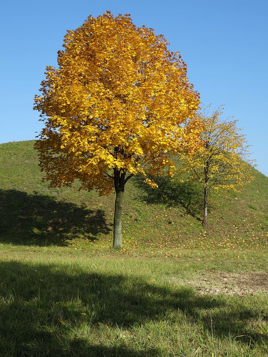tree, foliage, autumn, nature, plant, grass, growth, beauty in nature HD wallpaper