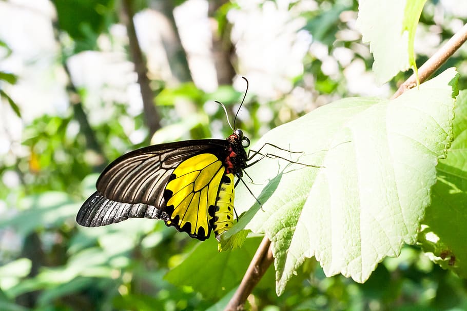 butterfly, leaf, nature, spring, summer, green, plant, environment HD wallpaper
