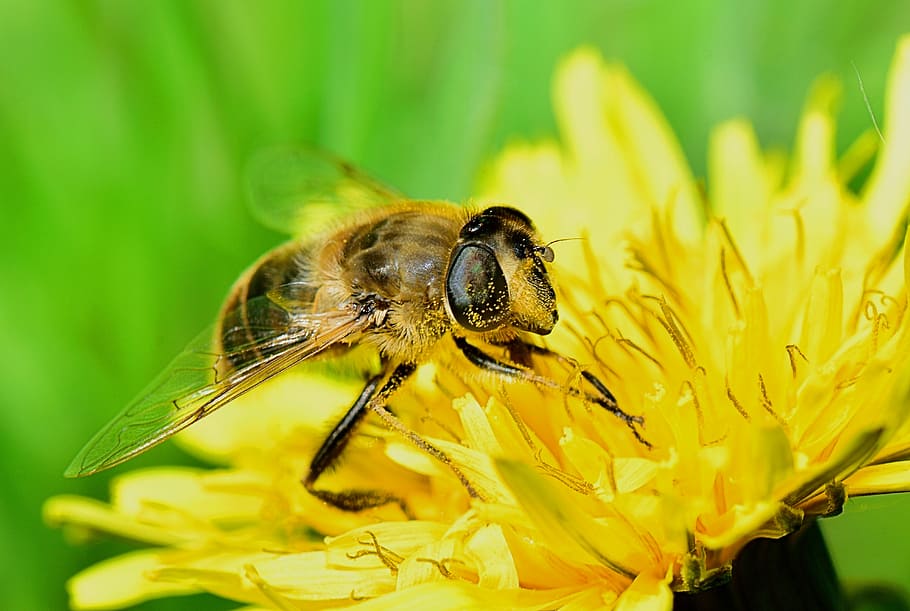bee, flower, insect, nature, yellow, nectar, beauty, pollen HD wallpaper