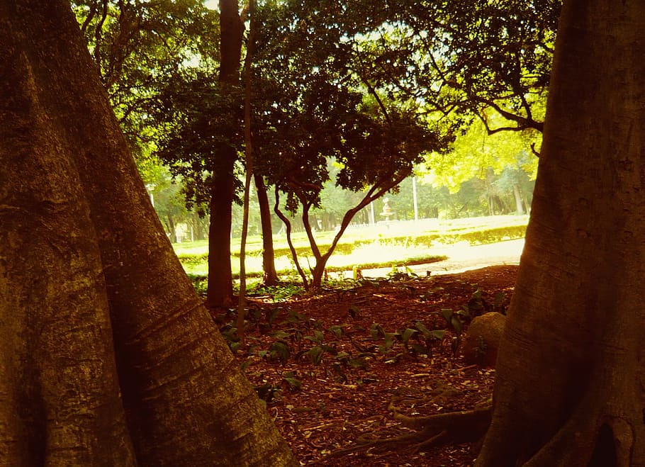 Nature, Environment, Trees, Landscape, eventide, tree trunk HD wallpaper