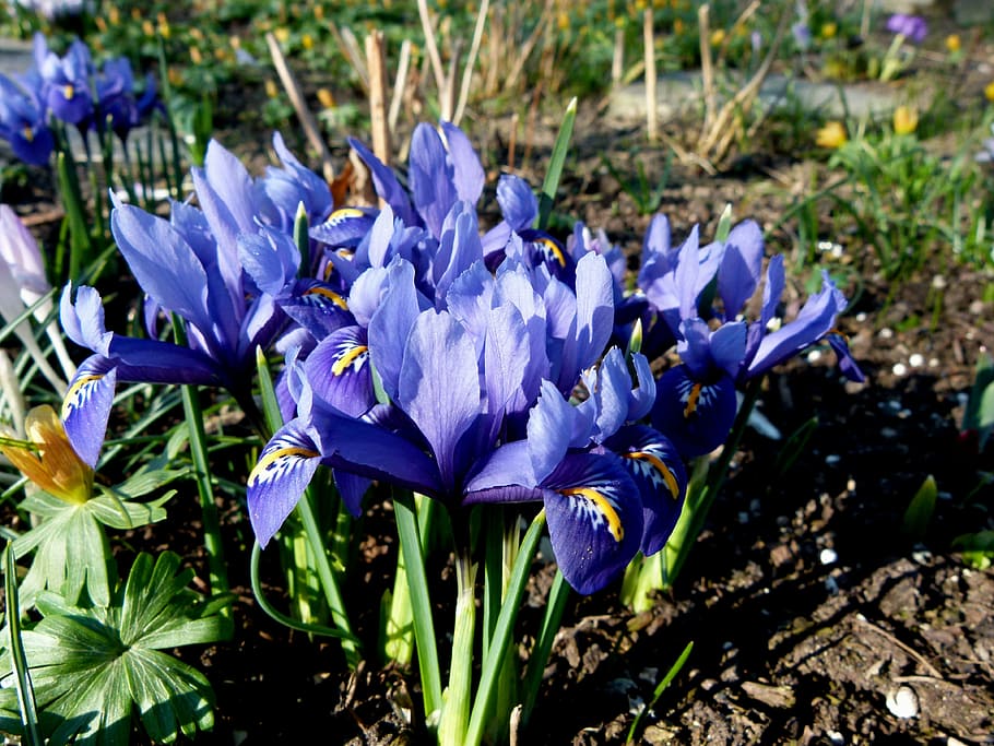 dwarf iris, blue, flowers, spring, flowering plant, freshness HD wallpaper