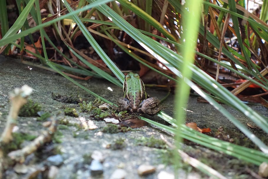 frog, toad, tree frog, pond, pools, water, reed, grass, frog in the water HD wallpaper