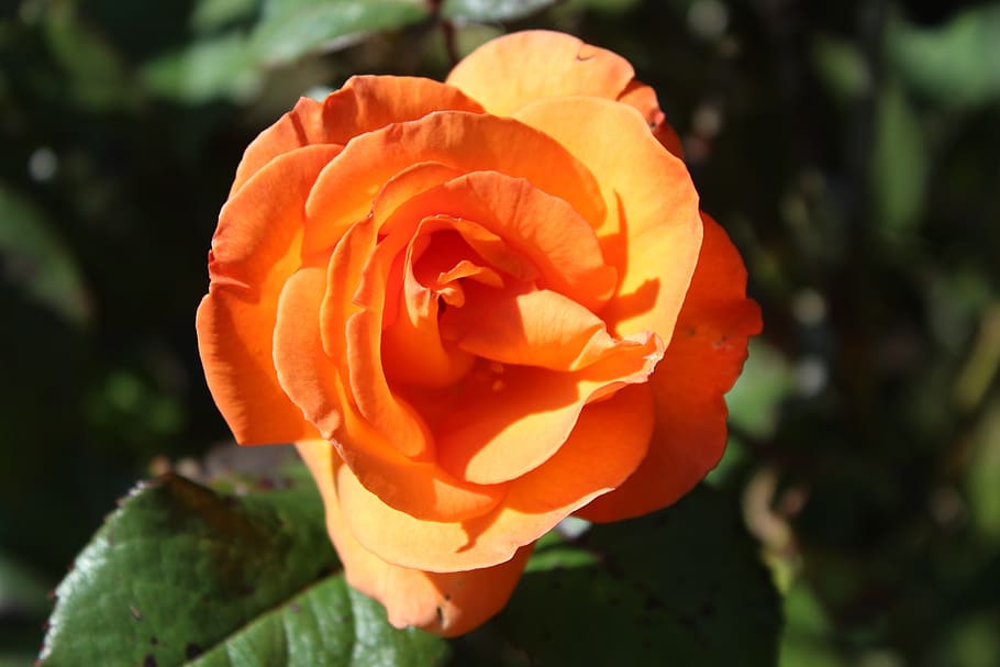 orange, rose, garden, plant, flowering plant, petal, beauty in nature HD wallpaper