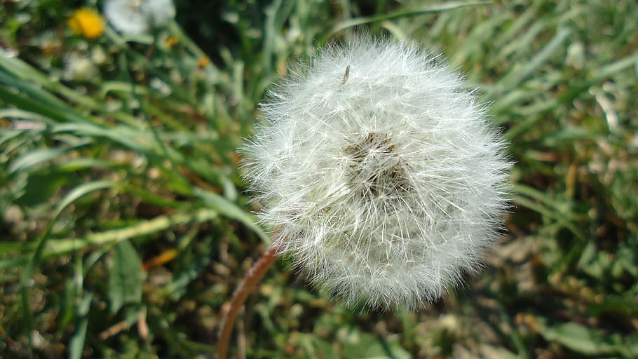 Dandelion, Flower, nature, plant, seed, grass, close-up, fluffy HD wallpaper