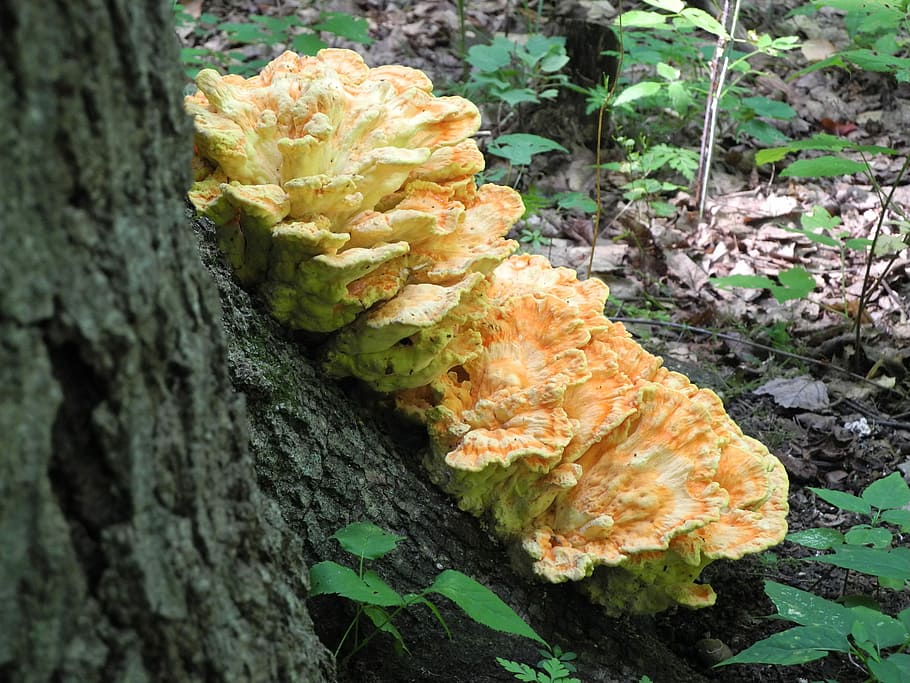 Fungus, Bark, Tree, Nature, tree trunk, vegetable, mushroom HD wallpaper