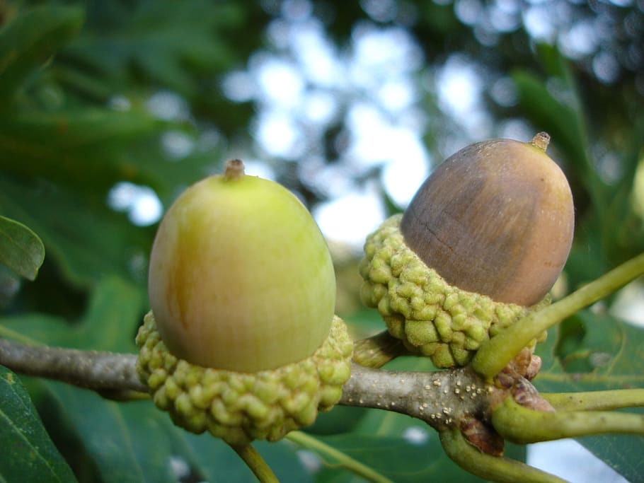 Acorns, Nuts, Pair, Oak, Nut, Seed, Food, nature, leaf, tree HD wallpaper
