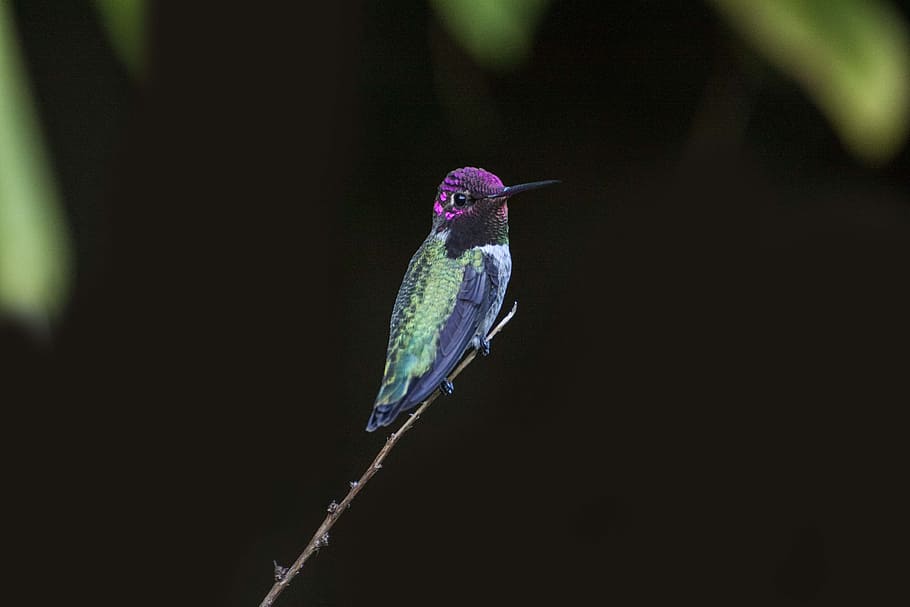 Selective Focus Photography of Green and Purple Hummingbird, animal, HD wallpaper