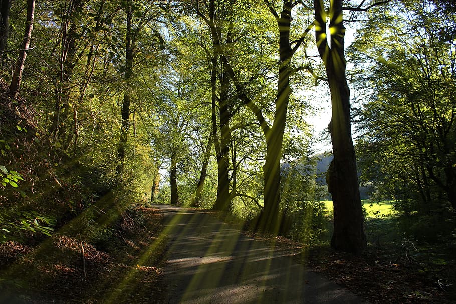 forest trees road, forest path, sun, rays, nature, walk, away HD wallpaper