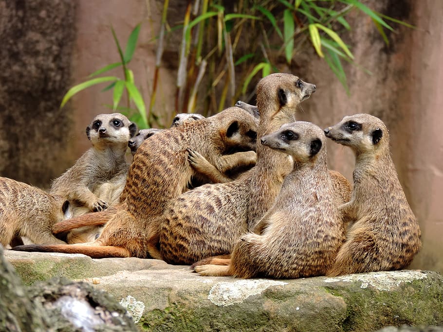 meerkat, mongoose, suricata, vigilant, curious, popular, mammal, HD wallpaper