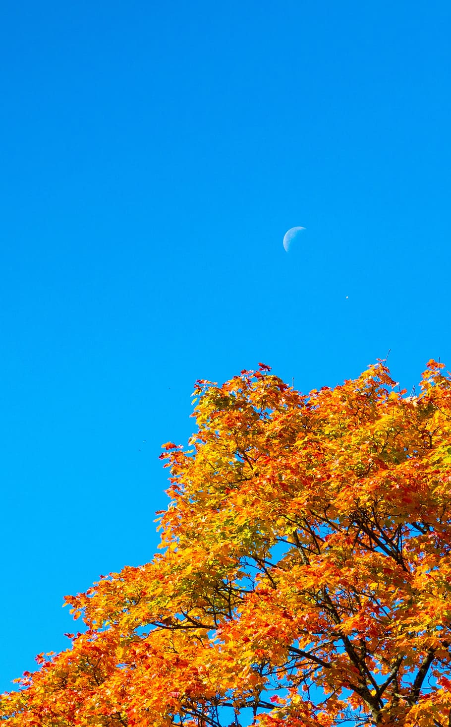 autumn, crown, color, moon, the day, landscape, colorful, fall leaves, HD wallpaper