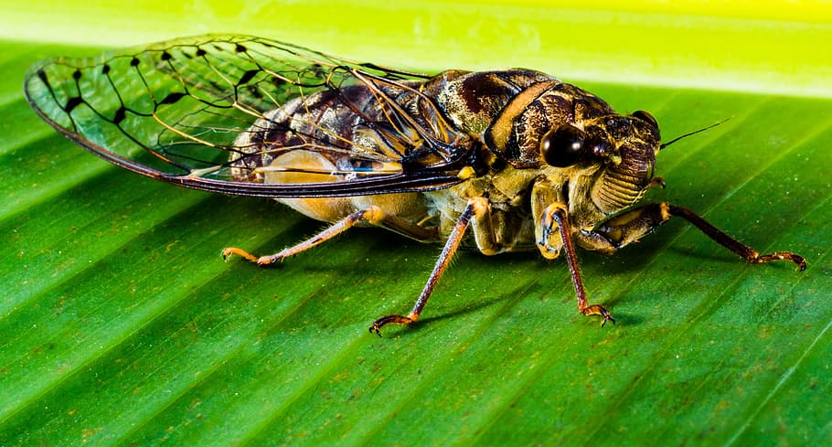 Insect, Whopper, Close, new insect, animal, nature, macro, cicada HD wallpaper