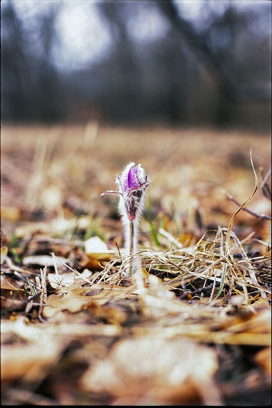 spring pasqueflower, purple, blooming, violet, flora, meadow HD wallpaper