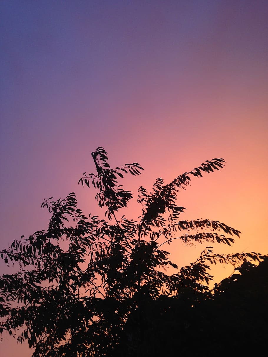 Sky, Plant, Nature, Tree, Sundown, purple, shadow, silhouette HD wallpaper