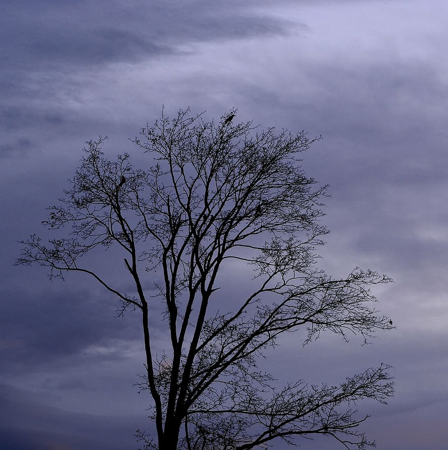 tree, crown, sky, nature, cloud - sky, plant, low angle view HD wallpaper