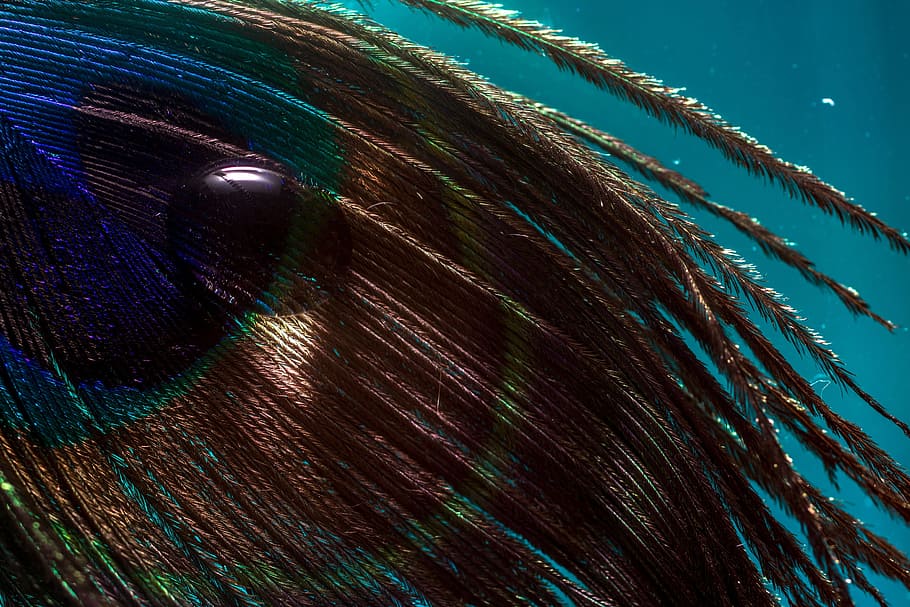 brown tree leaves, peacock feather, drip, macro, nahaufmahme HD wallpaper