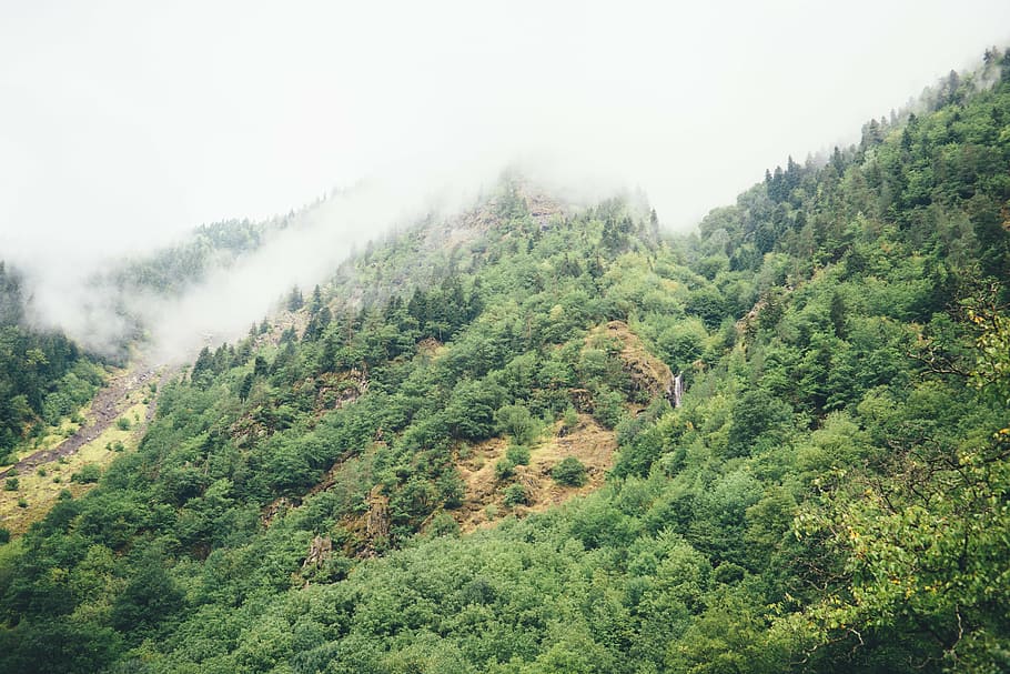 hillside, mountain, forest, trees, slope, highlands, outdoor, HD wallpaper