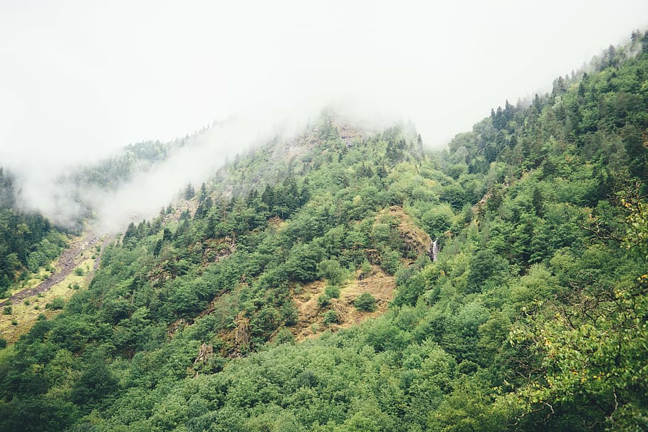 hillside, mountain, forest, trees, slope, highlands, outdoor HD wallpaper