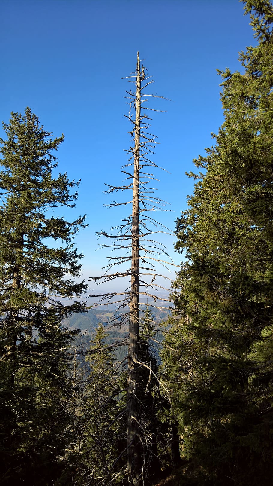 forest, tree, nature, plant, growth, sky, day, no people, land HD wallpaper