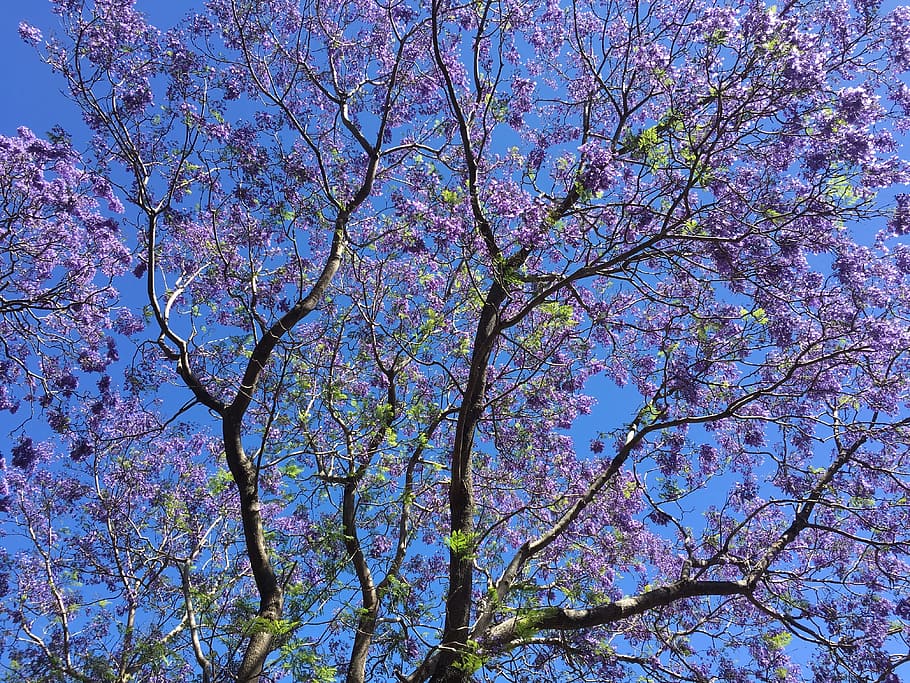 Tree, Australia, Spring, Color, Flowers, landscape, nature HD wallpaper