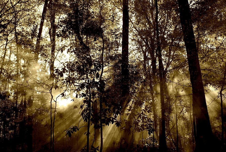 black trees against the light, forest, sun, rays, fog, nature HD wallpaper