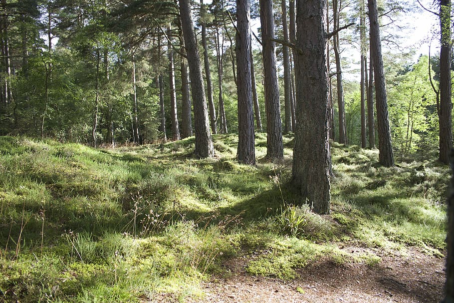 aforestation, grass, logs, pines, trees, nature, woodland, outdoors HD wallpaper