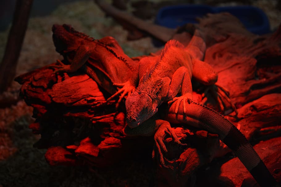 iguana, red, reptiles, close-up, no people, nature, indoors HD wallpaper