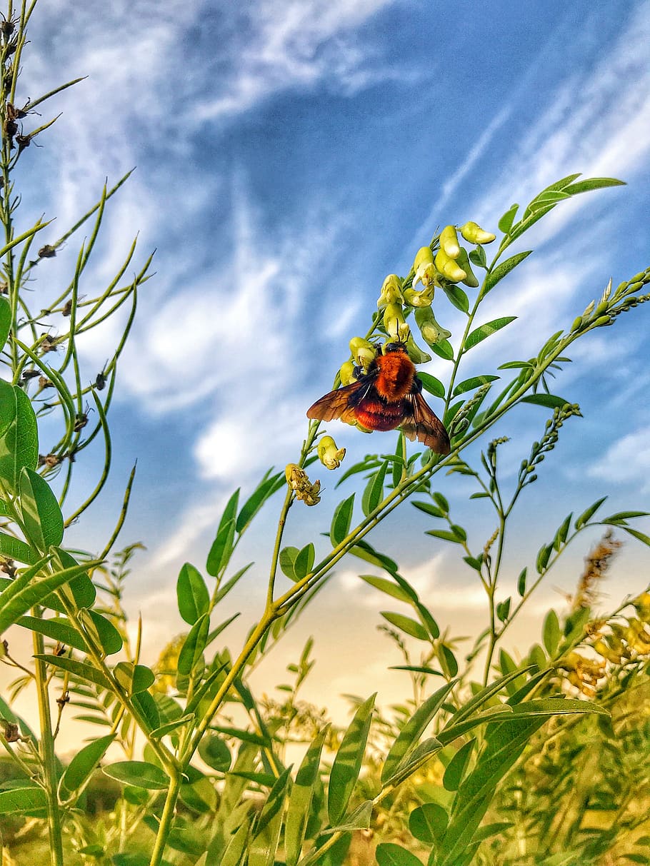 bee, blue sky, grass, plant, animal themes, growth, one animal HD wallpaper