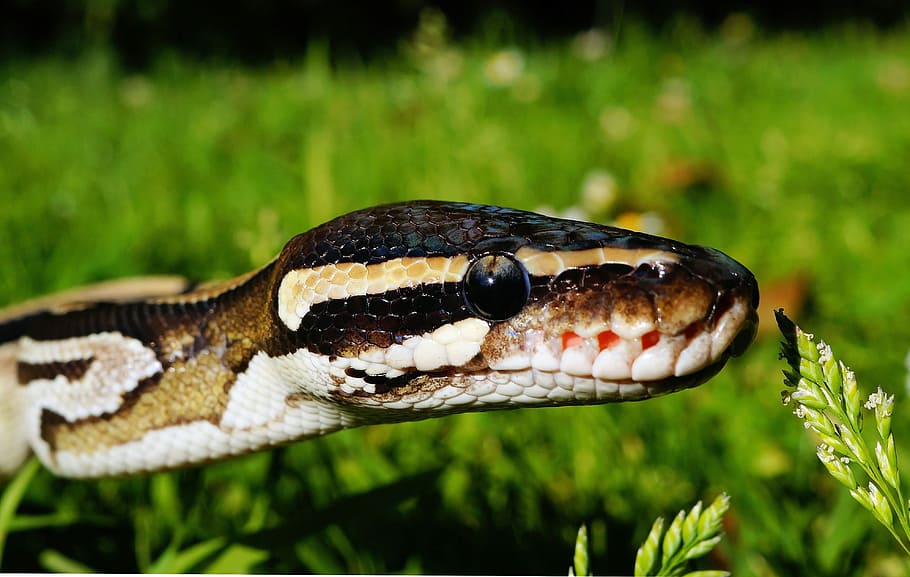 Brown and Beige Snake in the Grass during Daytime, animal photography HD wallpaper