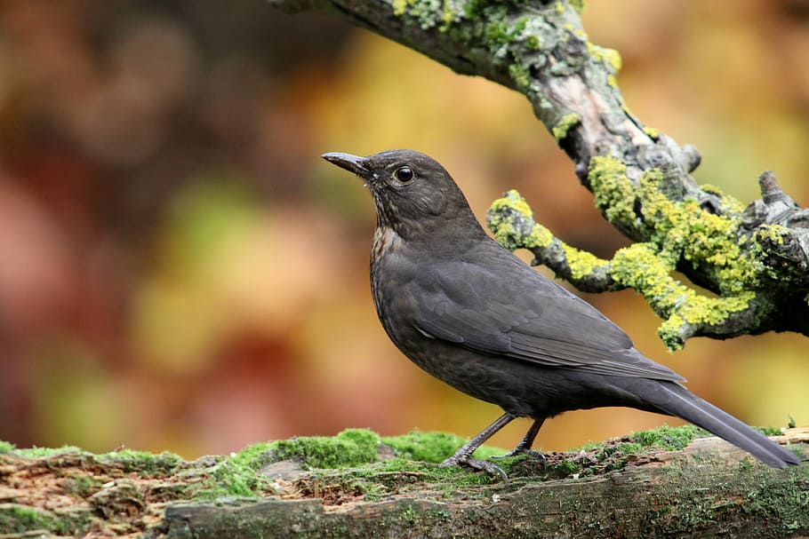 selective focus photography of gray bird perching on tree branch HD wallpaper