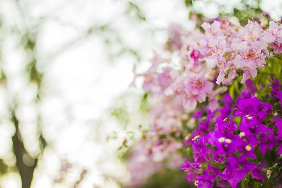 Purple and Pink Flowers in Selective Focus Photography, blooming HD wallpaper