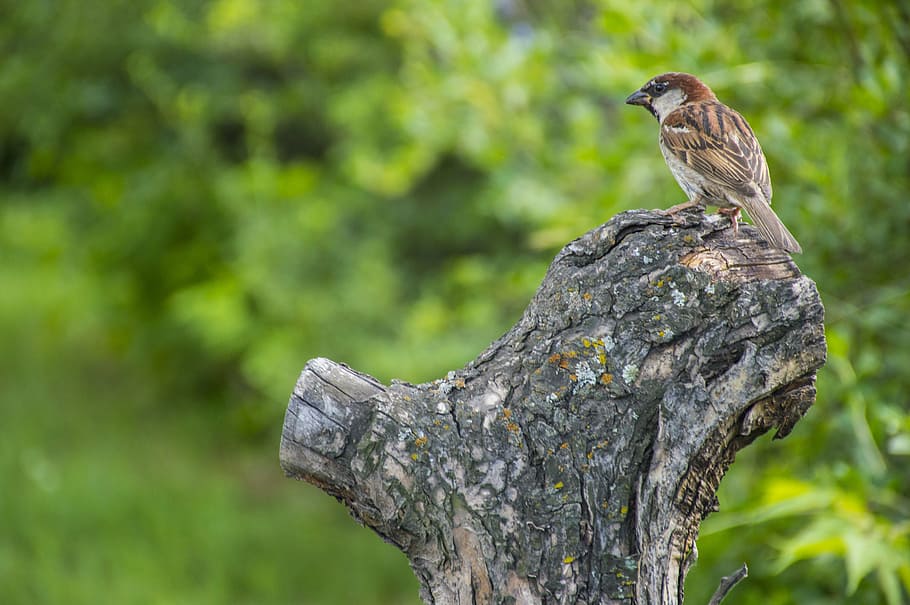 sparrow, summer, bird, nature, forest, macro, animal wildlife HD wallpaper