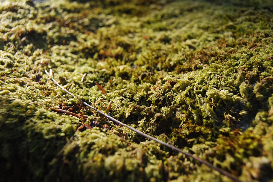 moss, forest, nature, green, garden, plant, growth, selective focus HD wallpaper