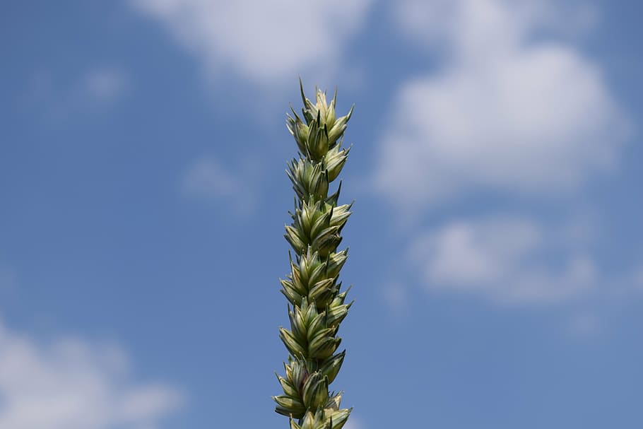 wheat, sky, grain, nature, ear, close, plant, growth, agriculture HD wallpaper