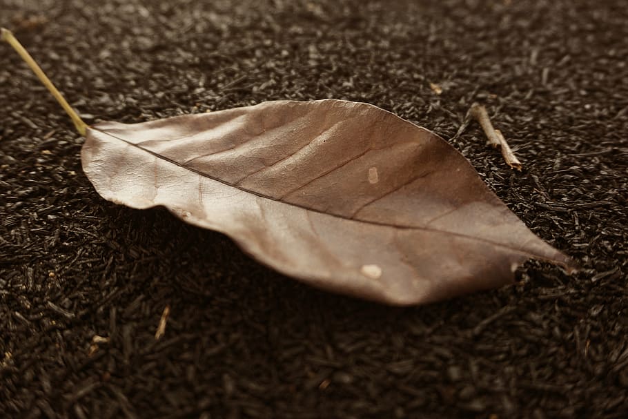 leaf, old, nature, natural, vintage, leaves, tree, plant part HD wallpaper