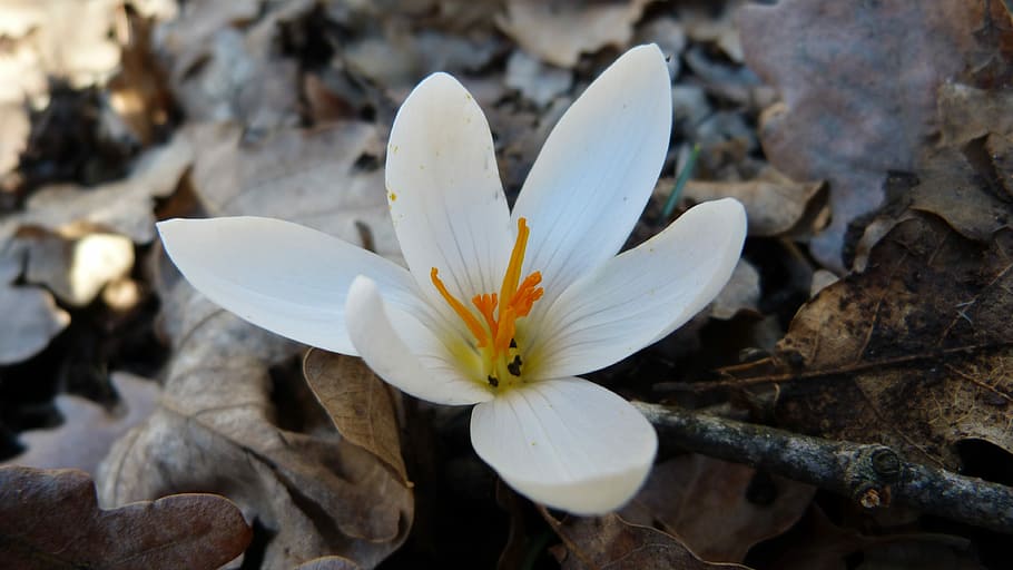 Crocus, White, Macro, Nature, Spring, flower, petal, fragility HD wallpaper