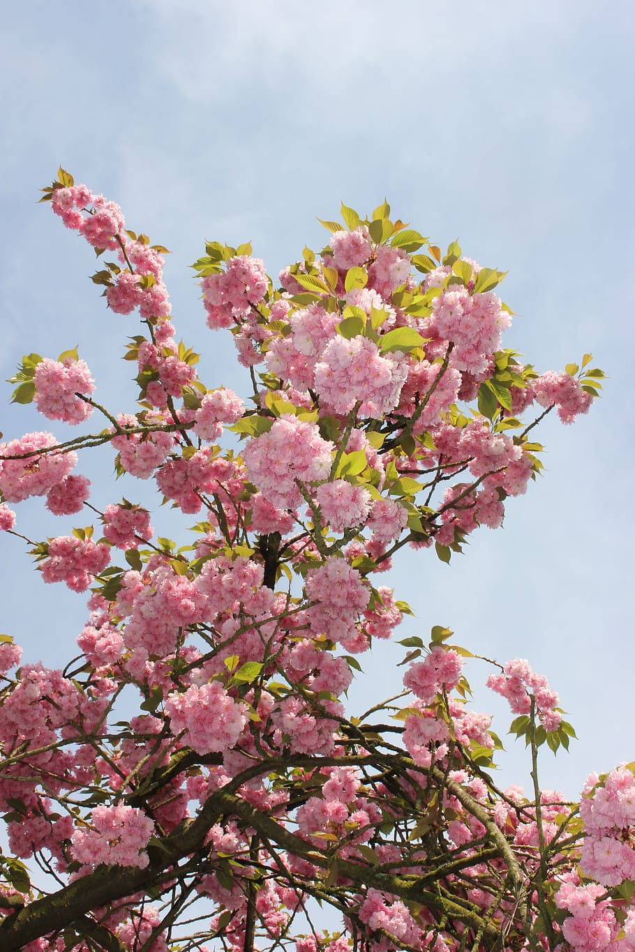 flower, tree, plant, branch, flowering plant, pink color, fragility HD wallpaper